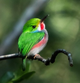 Tropical Cuban bird